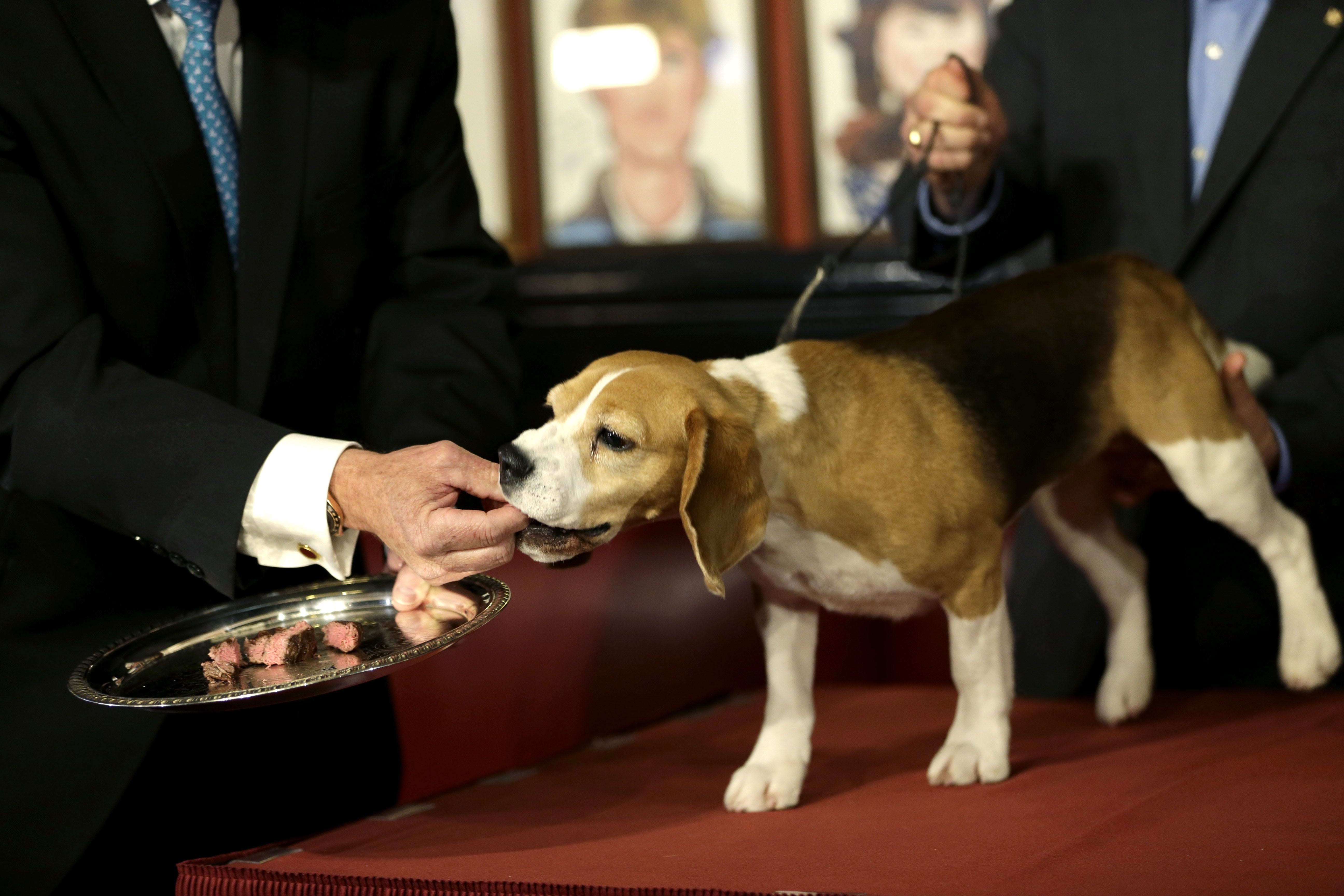 beneful making dogs sick